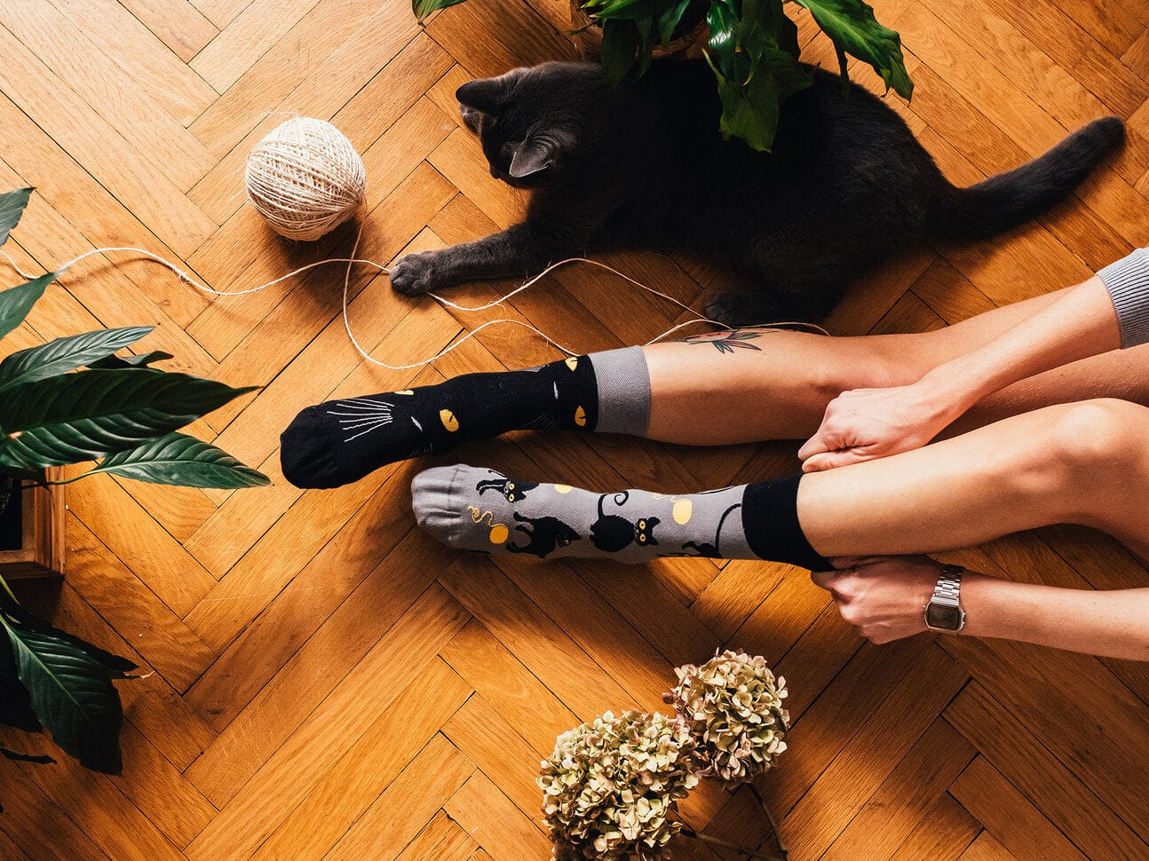 Le Bar a Chaussettes - Chaussettes Chats Va ?